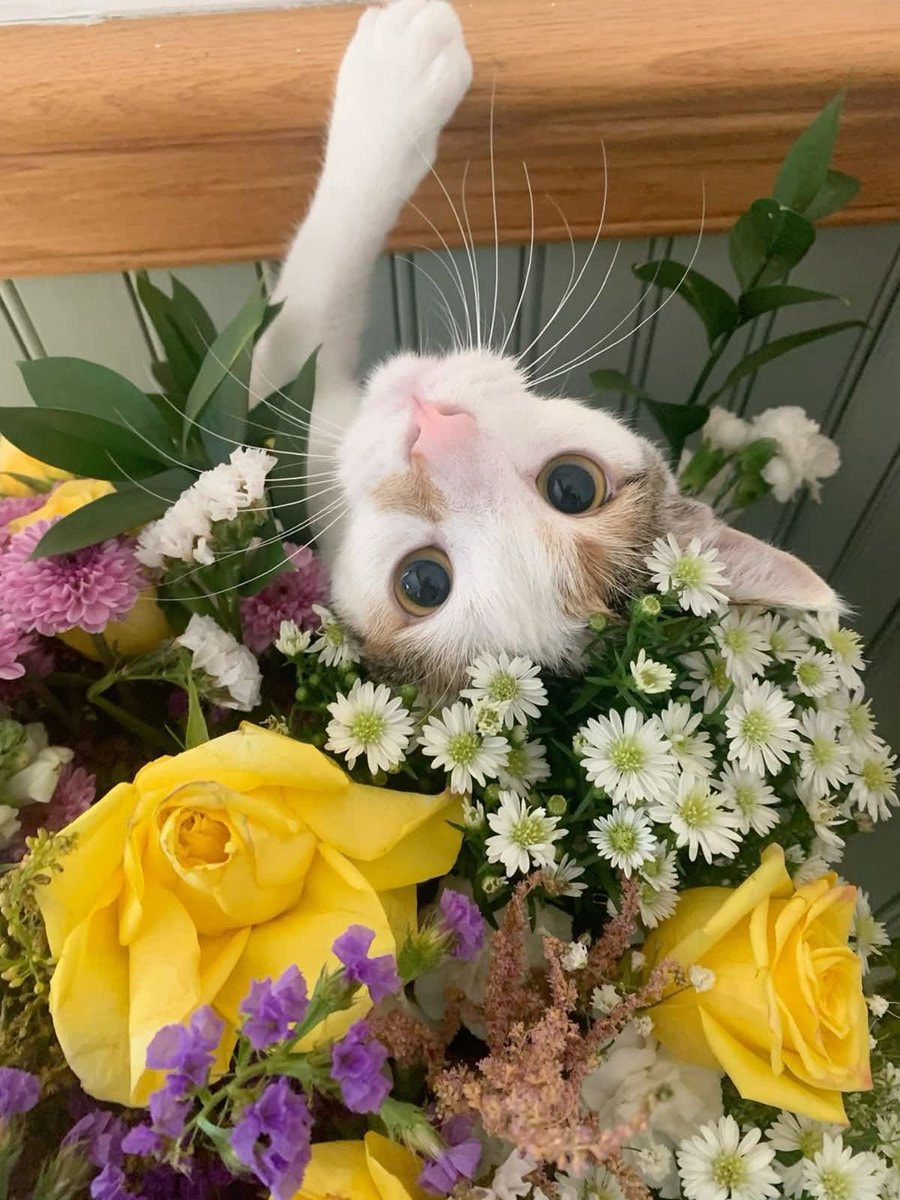 calico cat peeking from orange flowers (photo 3 of 4)