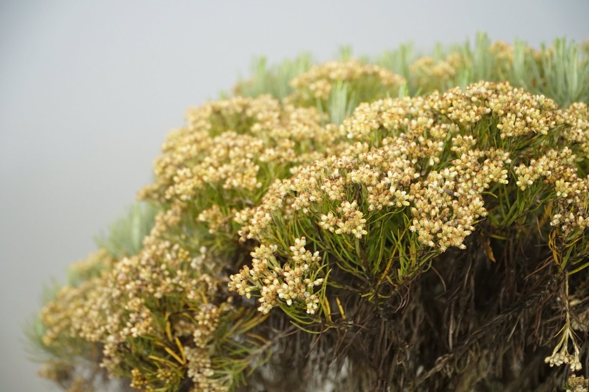 pale yellow flowers