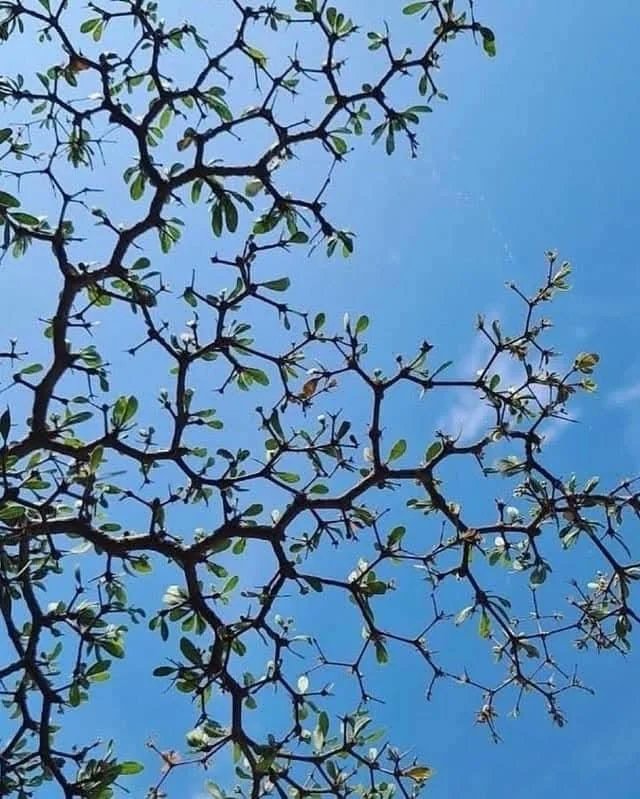 Black olive tree hexagonal growth (photo 2 of 2)