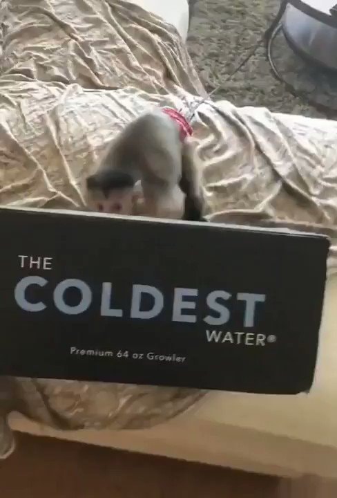 Monkey with water bottle