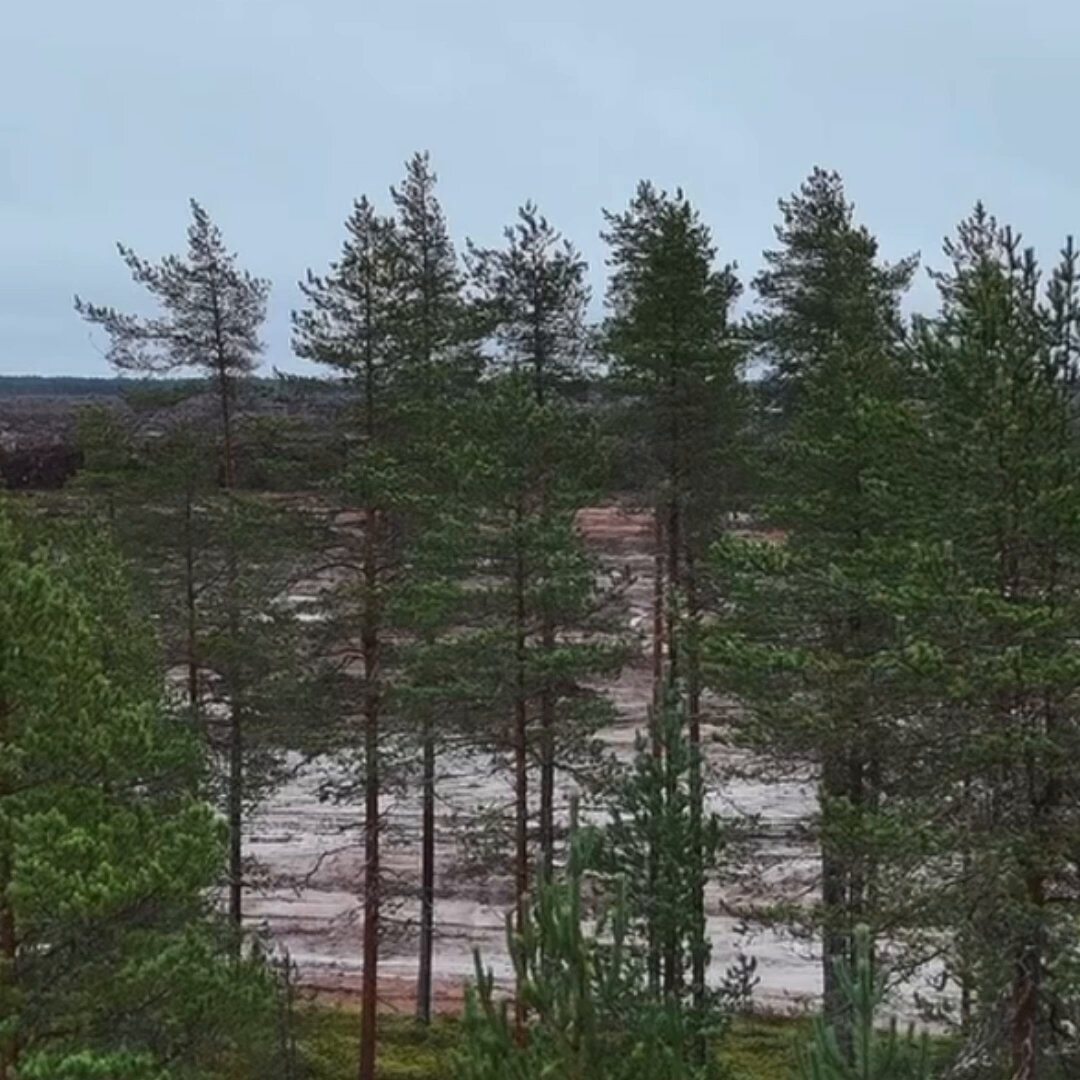 Google Finland data center tree clearing halted Google Finland data center tree clearing halted