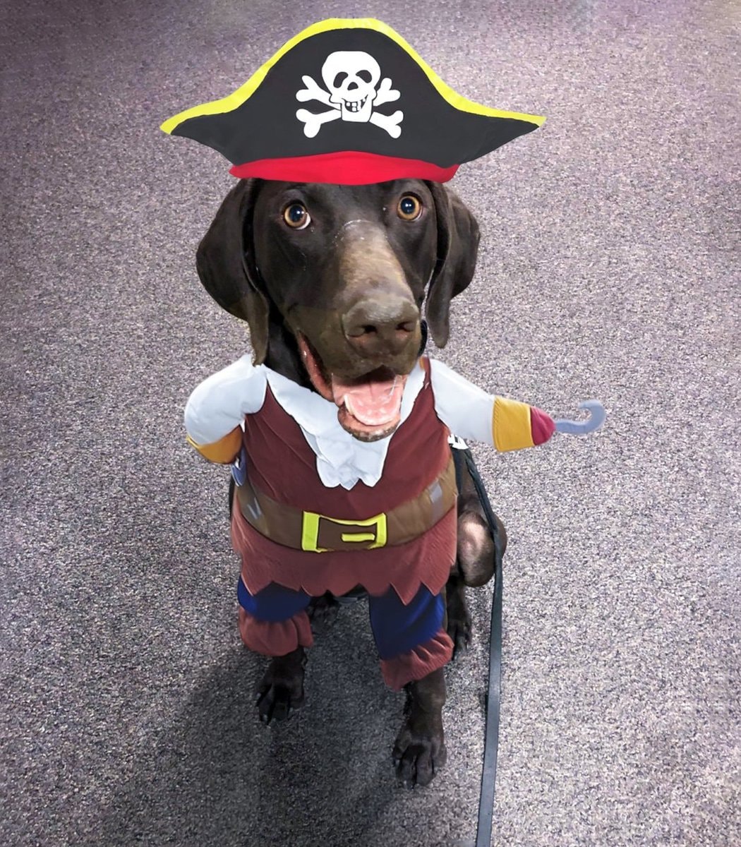 TSA Halloween patrol dogs