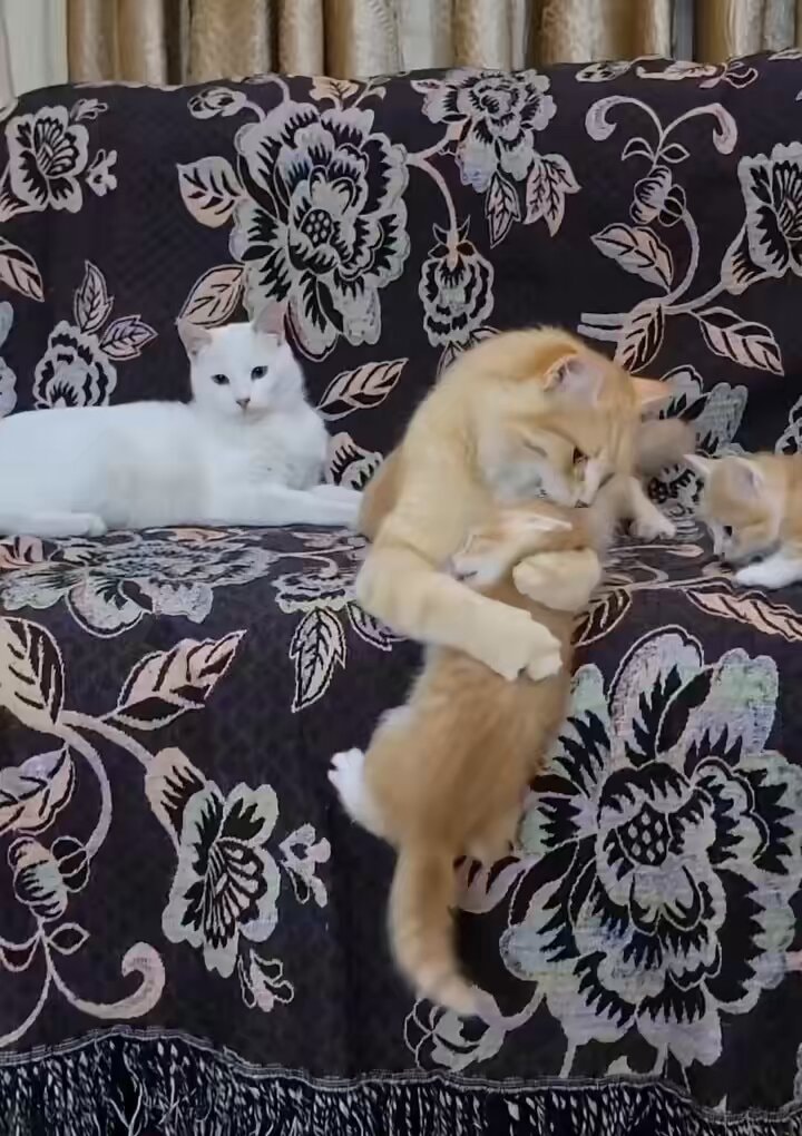 Mother cat plays with kitten on floral couch