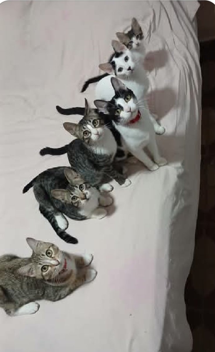 Five kittens lined up on a bed