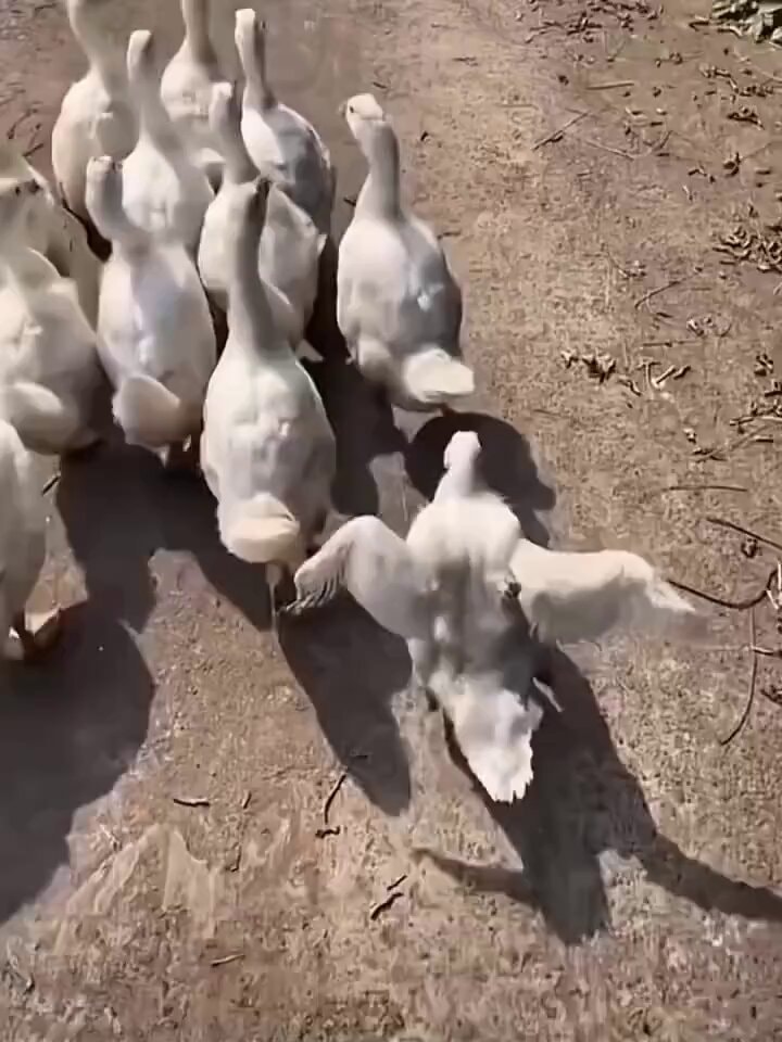 Ducks walking in a line