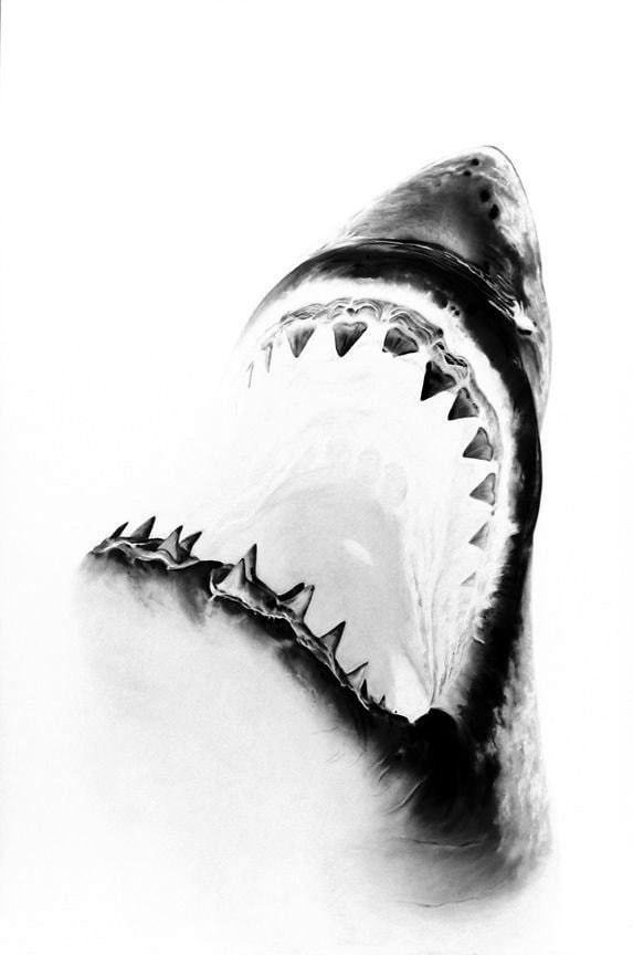 shark head black and white (photo 2 of 2)