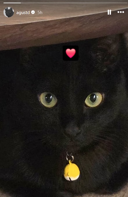 Suga and Tang on National Cat Day (photo 2 of 2)