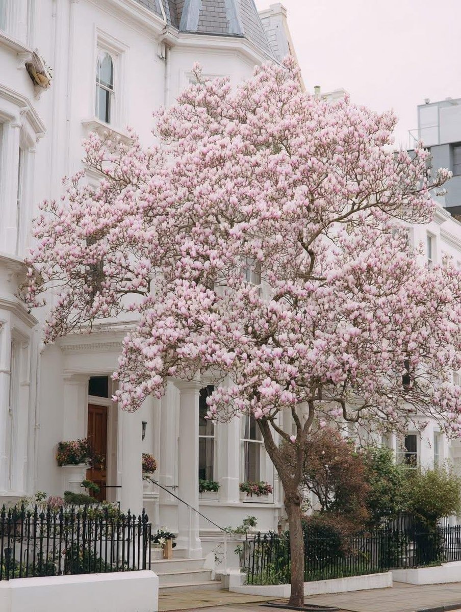 London magnolia bloom (photo 4 of 4)