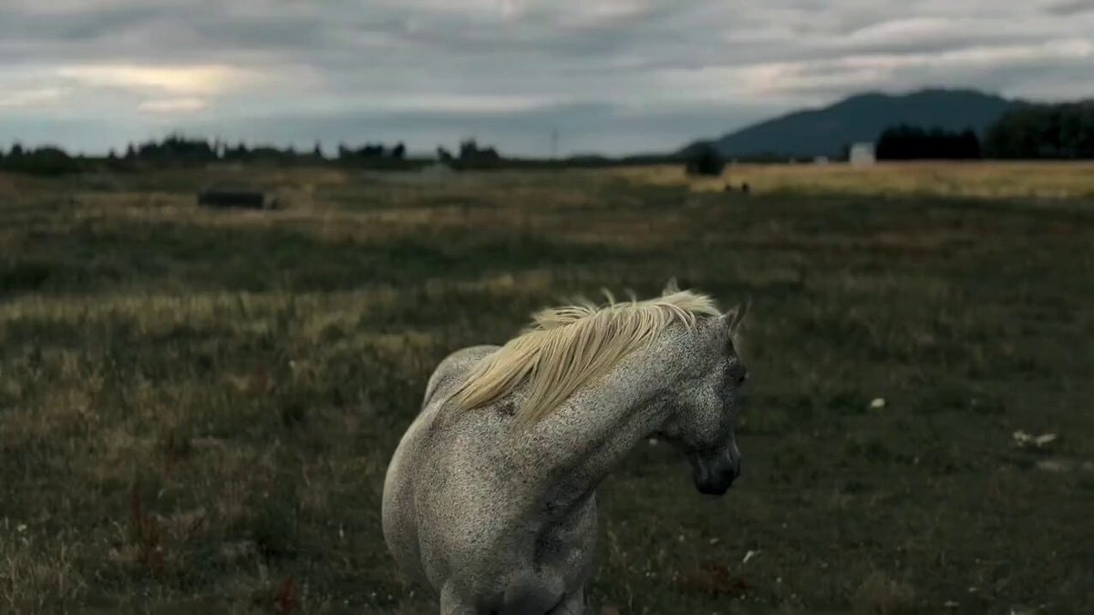 dappled grey horse
