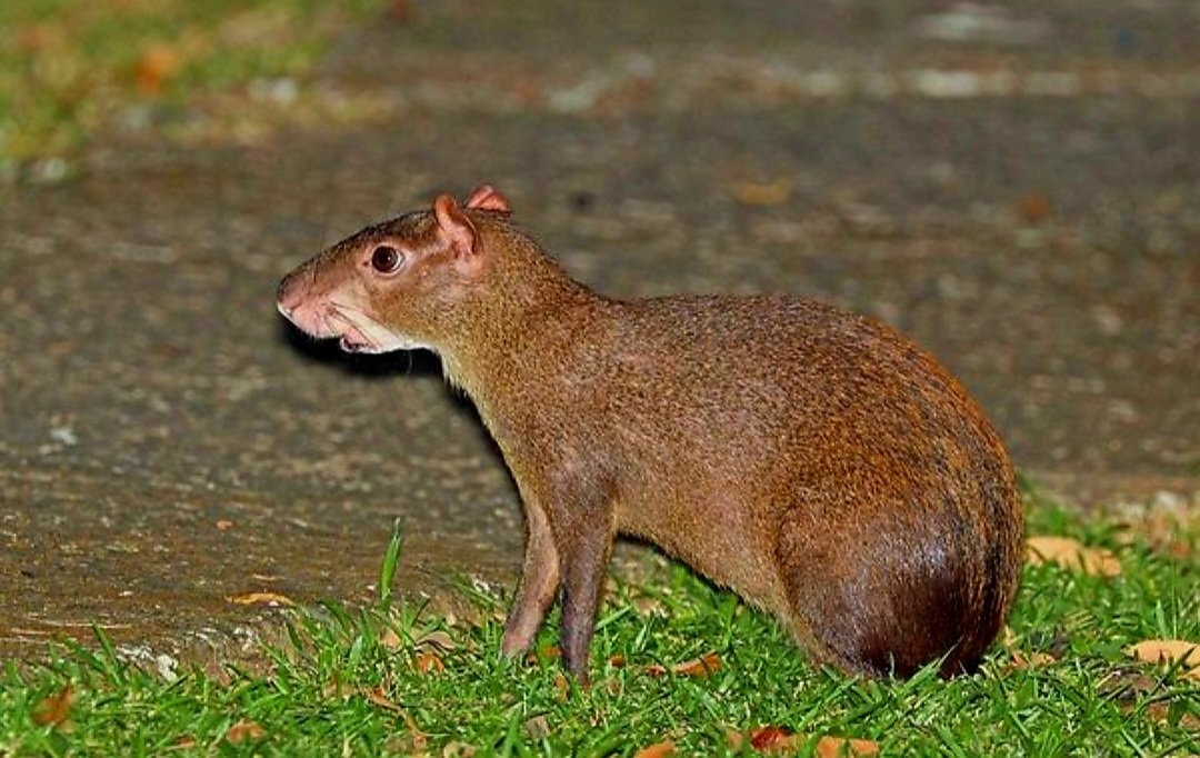 Central American agouti