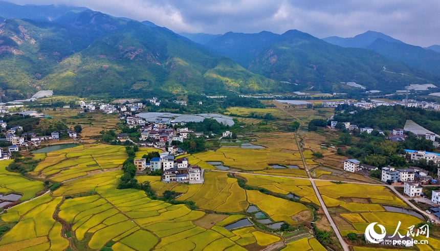 Jingqiu Anyuan Autumn Harvest