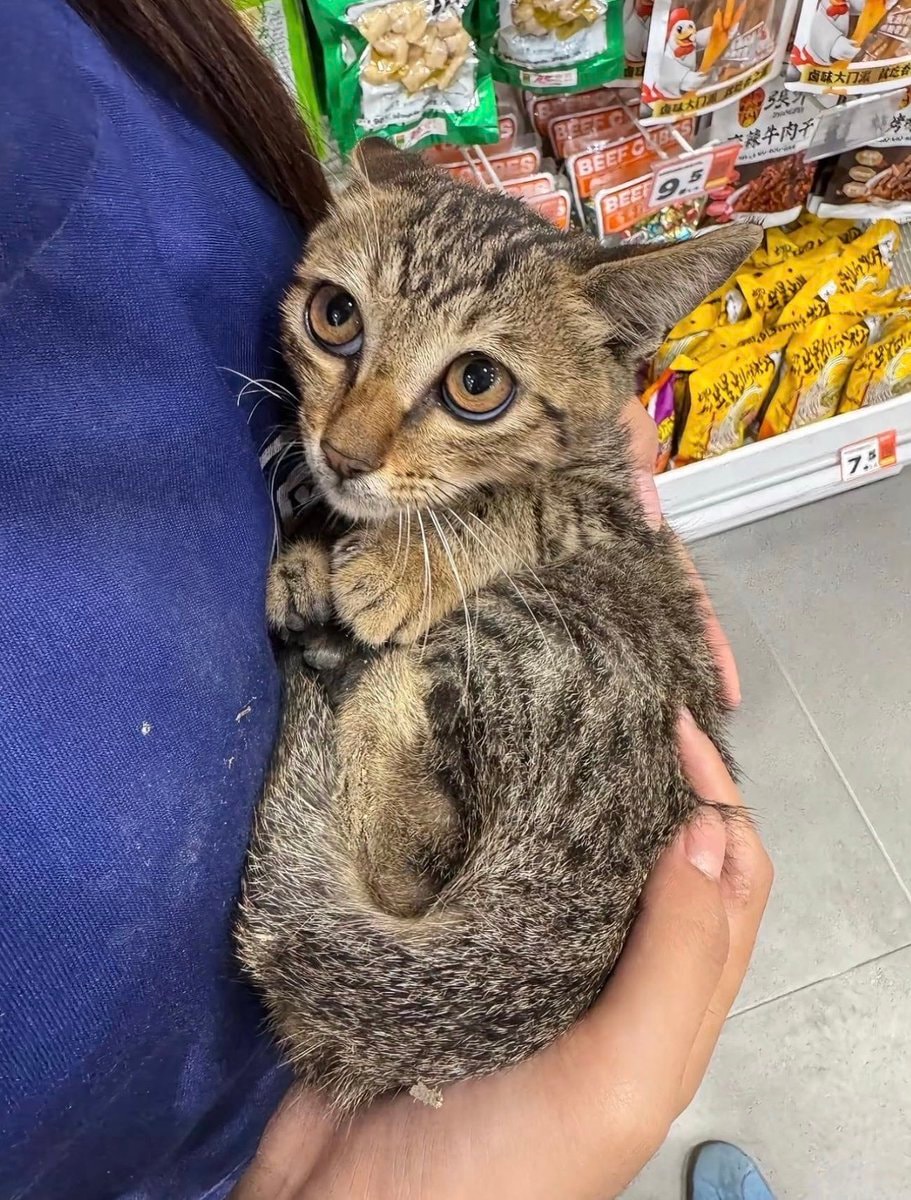 kitten being held
