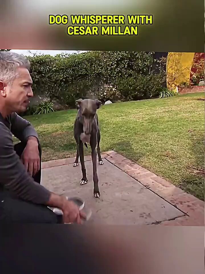 Dog bites man
