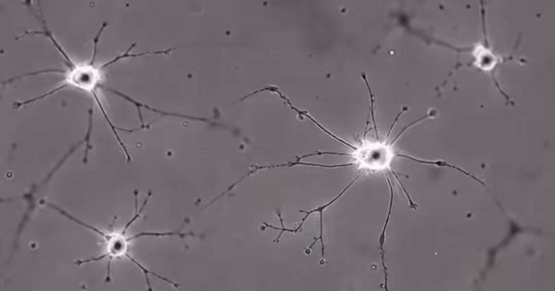 Neural pathways reinforcement mechanism