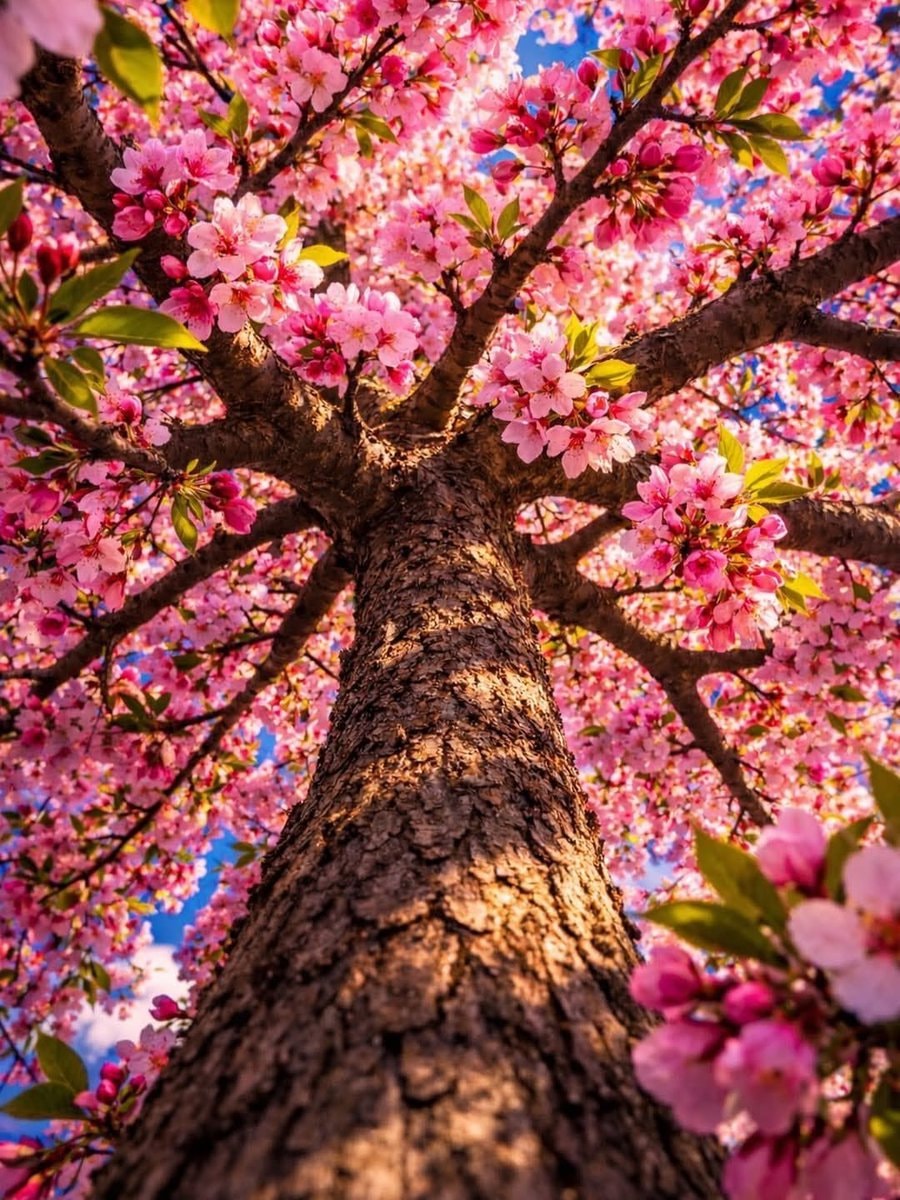 cherry blossom tree close up cherry blossom tree close up