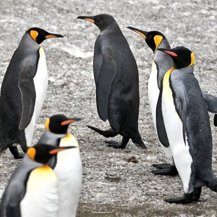 Black King Penguin South Georgia Island