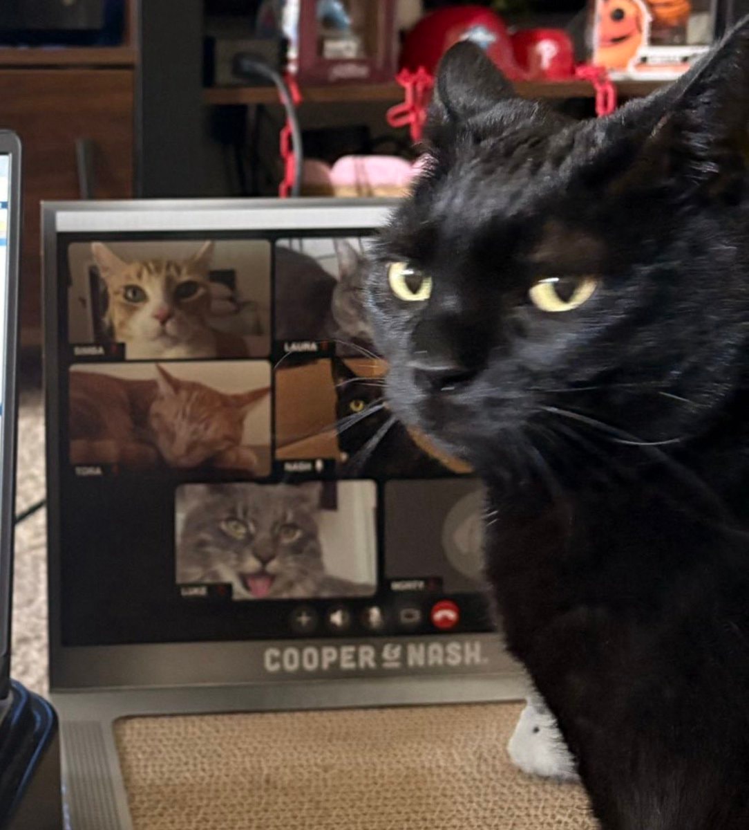 annoyed black cat
