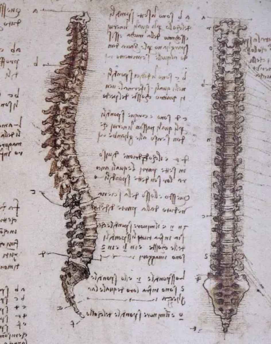 Leonardo da Vinci human spine drawing