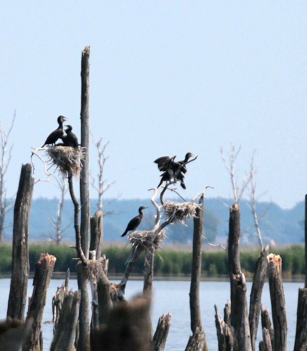 ghost forests US East Coast