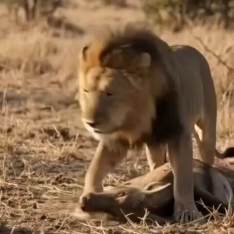 lion vs honey badger confrontation