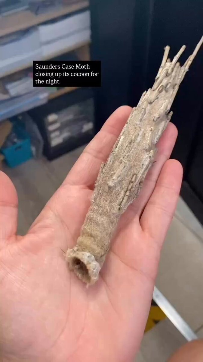 Saunders Case Moth cocoon