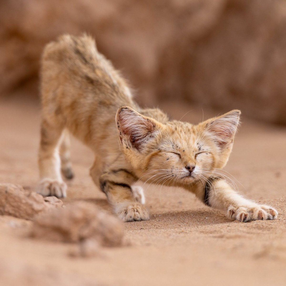 sand cat cub Morocco sighting (photo 3 of 3)