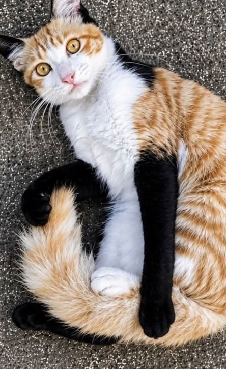 Cat wearing black gloves (photo 1 of 2) Cat wearing black gloves (photo 1 of 2)