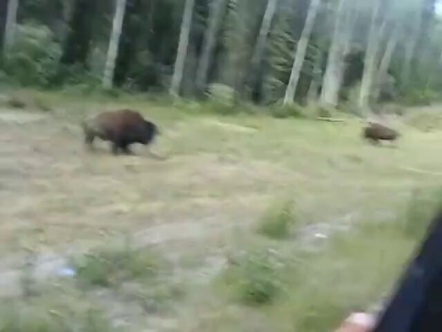 Pit bull vs bison encounter