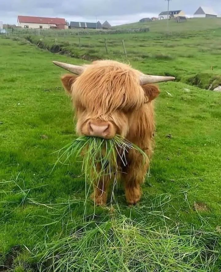Young Scottish Highland cow