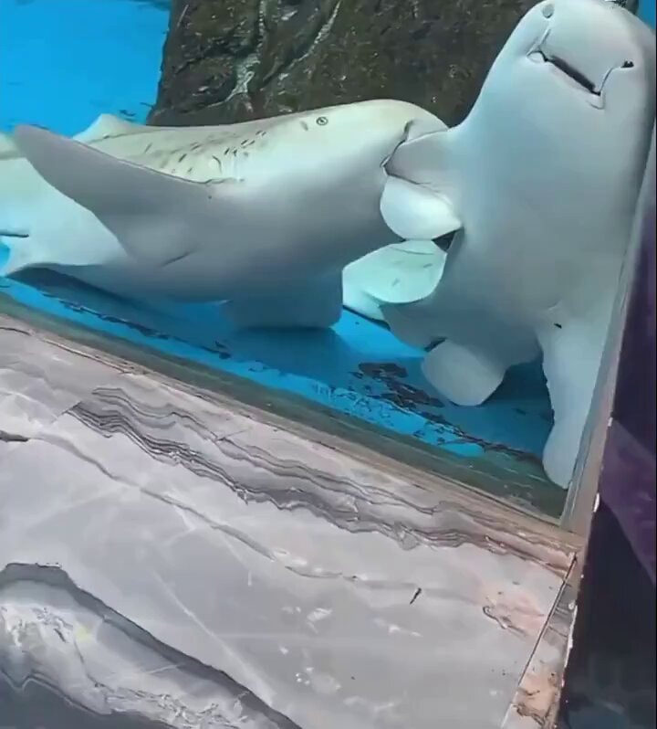 Leopard shark courtship at the aquarium