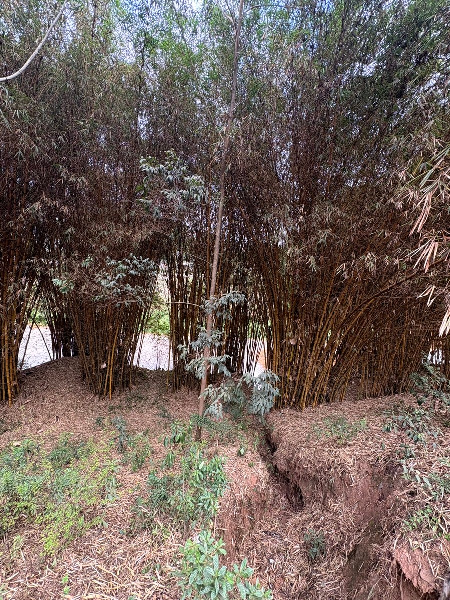 Bamboo farming at River bank