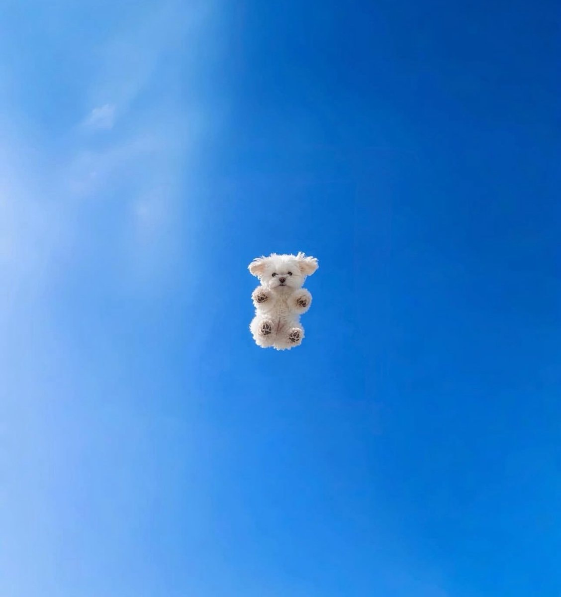 Floating white dog in blue sky