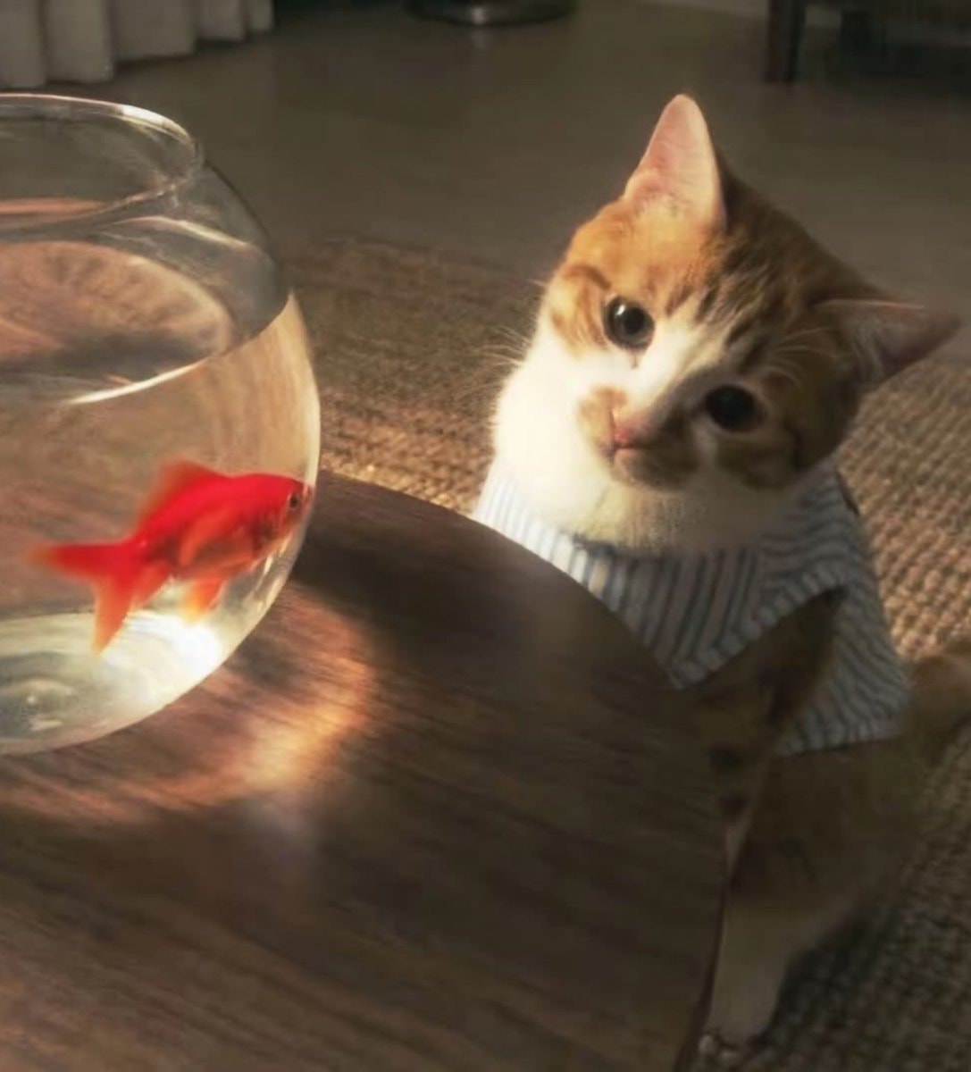 cat looking at goldfish (photo 2 of 2)
