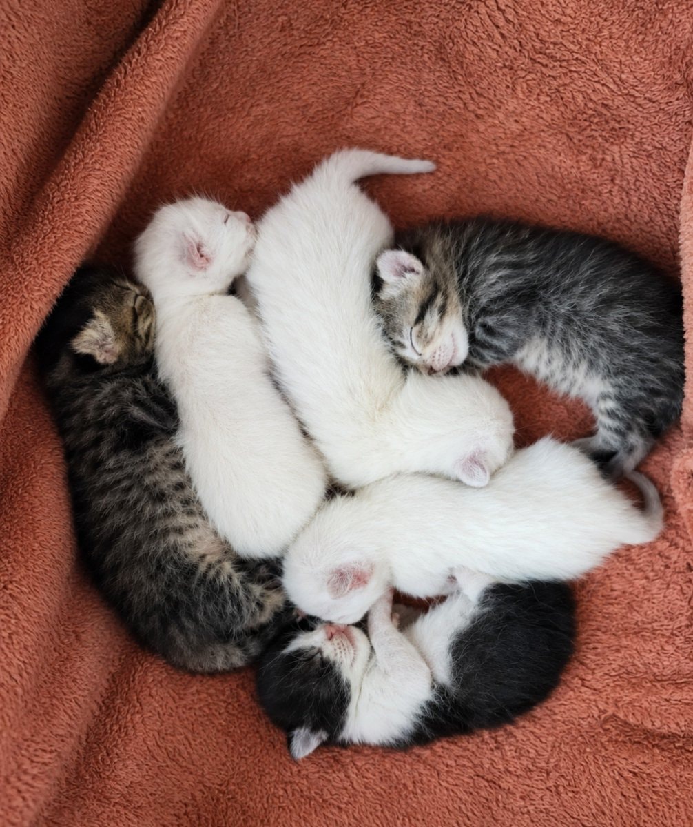 newborn kittens napping ❤️