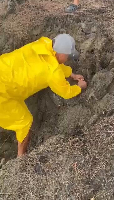 Sea turtle rescue on beach