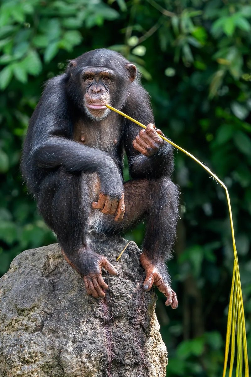 MMA fighter vs chimpanzee (photo 2 of 2)