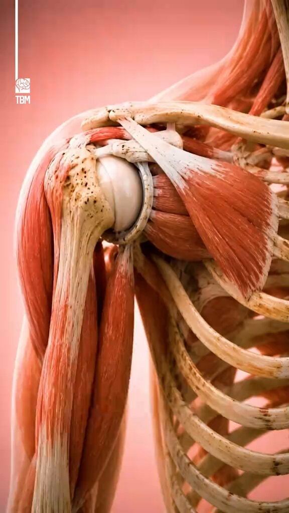 shoulder joint anatomy thebrainmaze