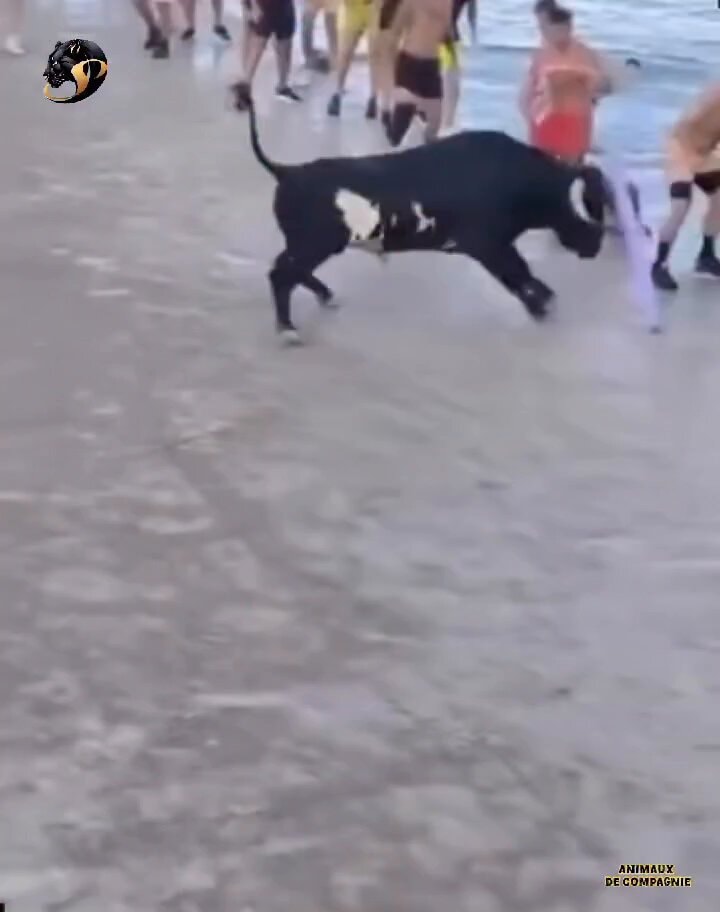 Animals attacking caught on camera