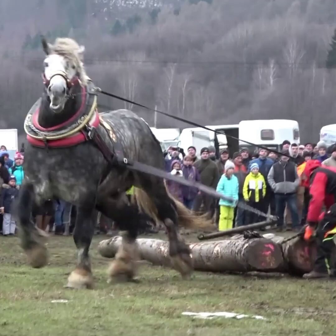 Slovakia draft horse competition