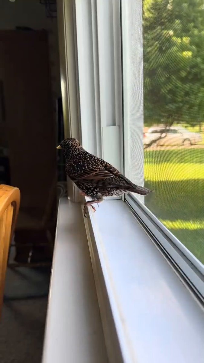 Starling mimics whistling without lips