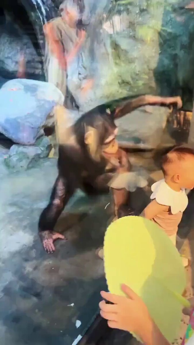 Chimpanzee with baby