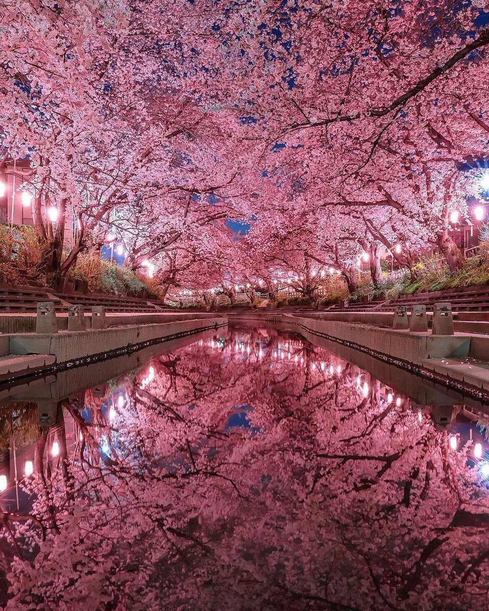 Saitama Japan cherry blossoms