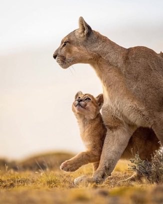 puma cub gazing at mother (photo 2 of 2)