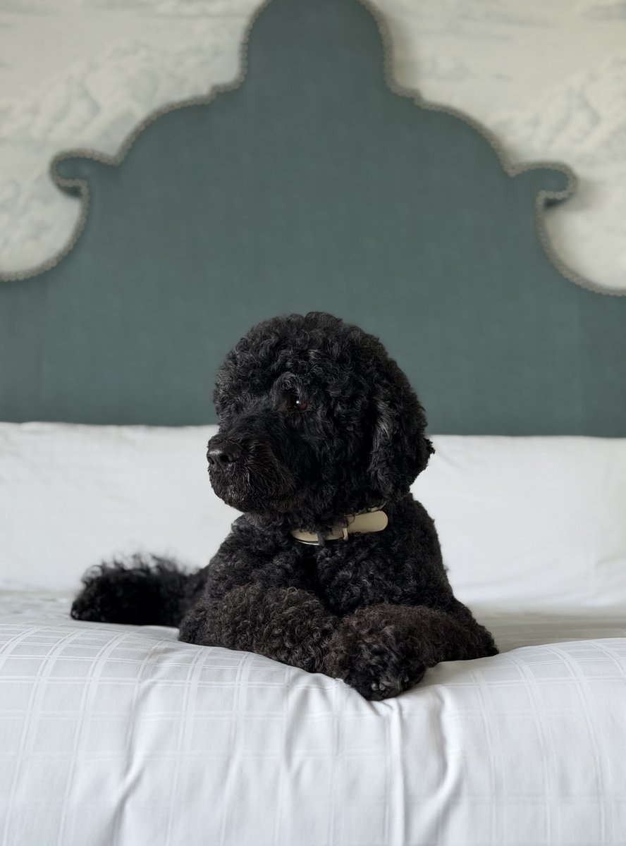 Obama family dog Sunny