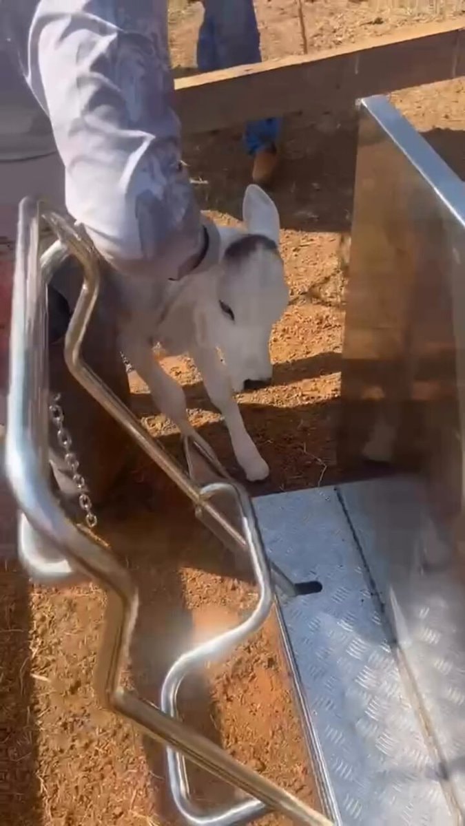 Fazenda São Luiz do Tuto calf test