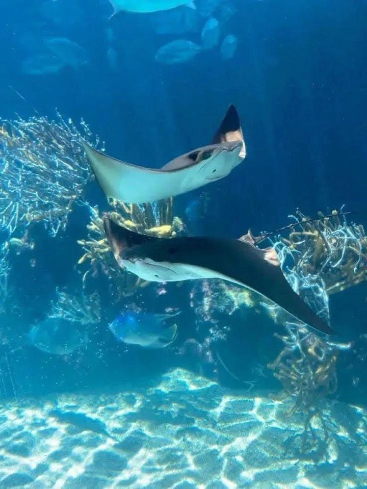 Colorful fish in vibrant underwater scene (photo 4 of 4)