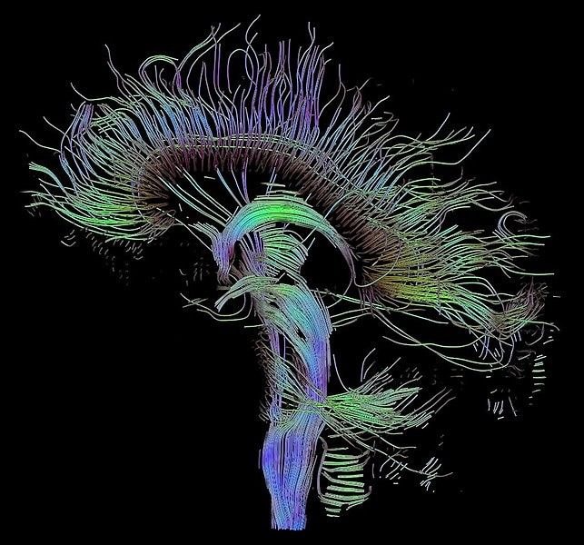 Cannabis protects brain cells (photo 2 of 2)