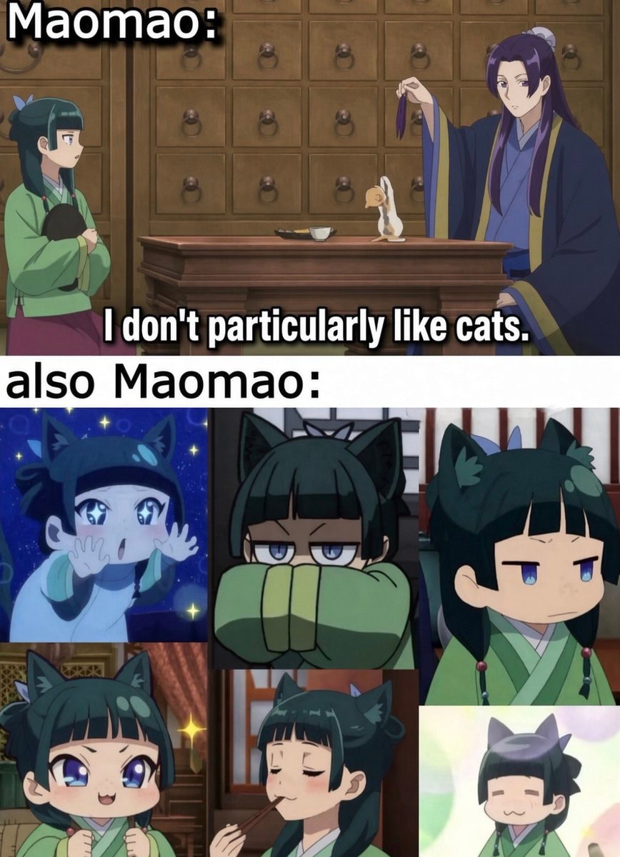Maomao contradictory cat behavior
