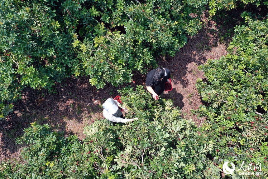 Jiangxi Bayberry Picking Festival 2026 (photo 4 of 4)