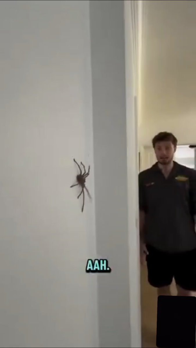 Spider trick reaction